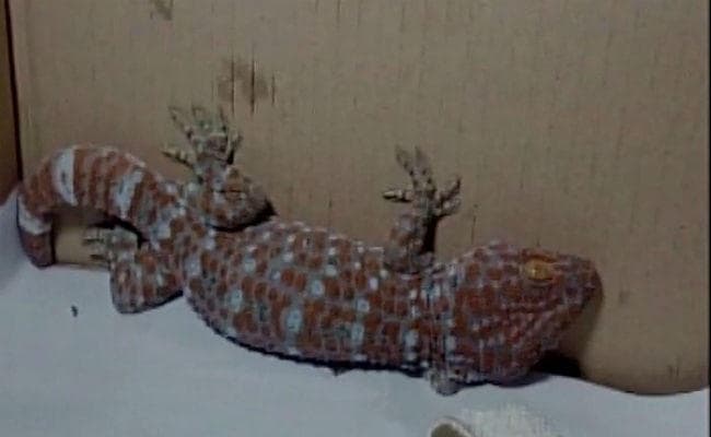 गुवाहाटी : 20 करोड़ की छिपकली ले जा रहे युवक को पुलिस ने दबोचा