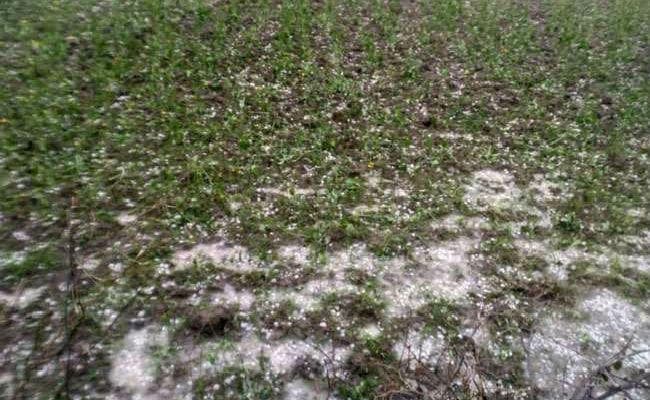 उत्तर बिहार में ओलावृष्टि फसलों को भारी नुकसान