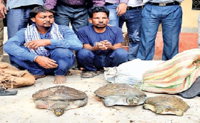 190 कछुओं संग यूपी के दो तस्कर गिरफ्तार