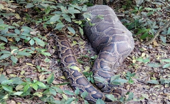 पढ़ें... जब तीन मीटर लंबा अजगर हिरण को जिंदा निगल गया