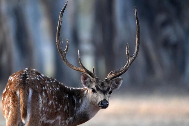 इन गर्मियों में कहीं घूमने का मन बना रहे हैं, तो एक बार बेतला की इन खूबसूरत तसवीरों को भी देख लें