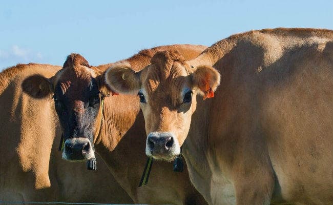 राजस्‍थान में गाय ले जा रहे कुछ लोगों की गोरक्षकों ने की पिटाई, एक की मौत