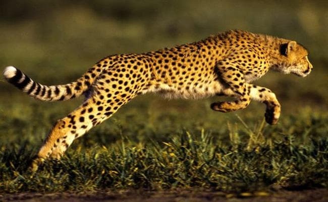 सात दशक बाद भारत पहुंचे चीतों के लिए आखिर कूनो नेशनल पार्क काे ही क्यों चुना गया? इसकी वजह है खास