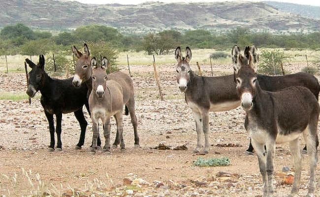 चीन को गधे बेचेगा पाकिस्तान