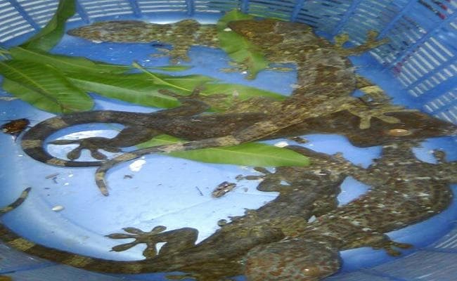 कोलकाता : सीआइडी ने जब्त किये तीन करोड़ के 14 तक्षक, एक गिरफ्तार