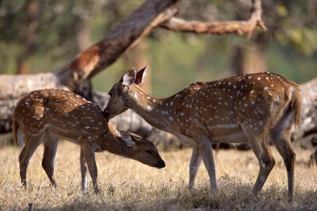 इन गर्मियों में कहीं घूमने का मन बना रहे हैं, तो एक बार ''बेतला'' जरूर जायें...