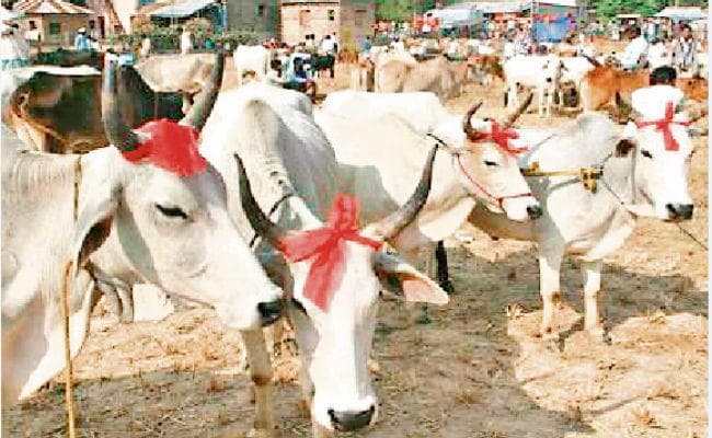 हिंदू समाज बचाये गाय