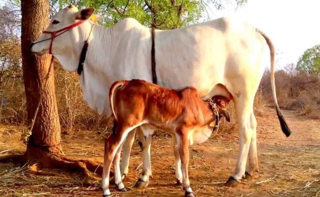 ग्रेटर नोएडा में गाय पालनेवाले दो लोगों पर गोरक्षकों का हमला