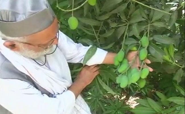 इस गरमी में लीजिए ‘योगी आम'' का मजा