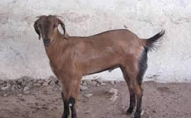 बकरी की मौत के बाद मुआवजे को लेकर कटिहार में भिड़े दाे गुट, 3 जख्मी