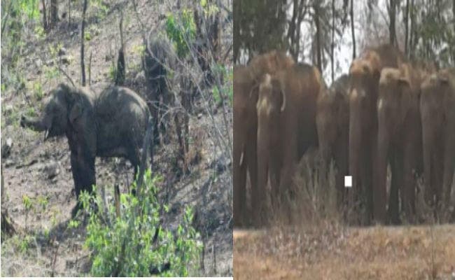 झारखंड :  मधुपुर और चतरा में हाथियों का उत्पात