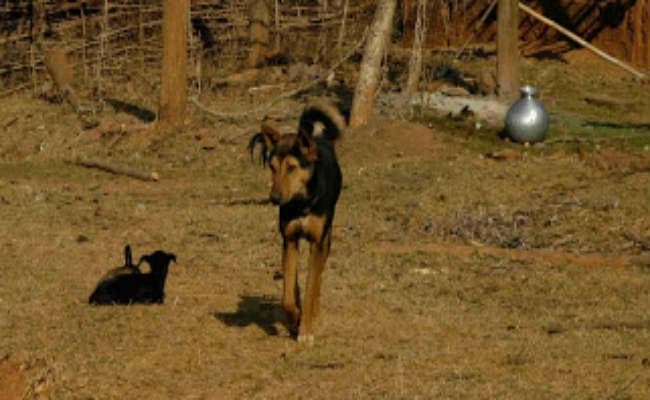 अस्पताल परिसर में कुत्ते ने खाया बच्चे का शव, लोग बनाते रहे वीडियो