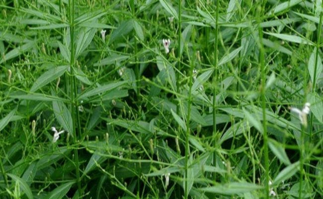 मलेरिया, चर्म रोग व जॉन्डिस में उपयोगी है कालमेघ