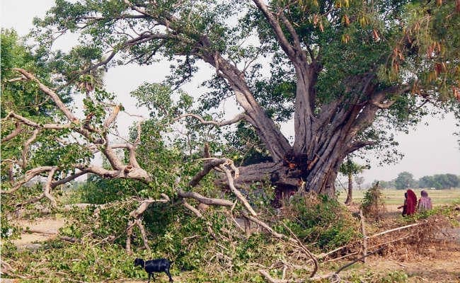 बरातियों से भरी बस को ट्रक ने मारी टक्कर, छह की मौत