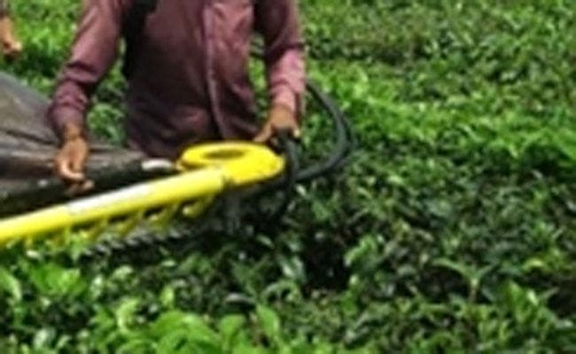 चाय श्रमिकों ने की मजदूरी बढ़ाने की मांग, 13 जून को बंद का आह्वान