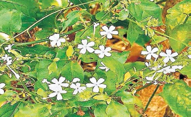 शरीर की कमजोरी को दूर करता है चित्रक