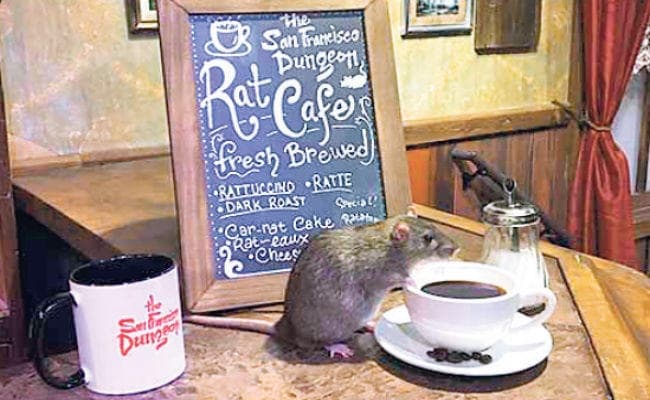Coffee With Mouse : इस कैफे में चूहों के साथ आप पी सकते है कॉफी