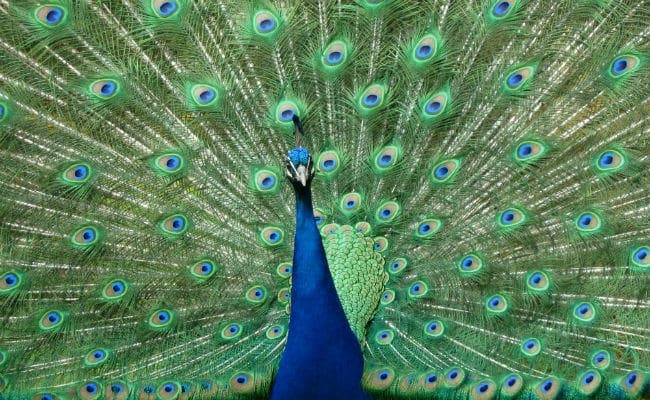 खतरे में है देश के राष्ट्रीय पक्षी मोर का अस्तित्व