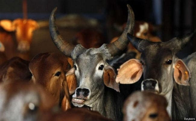 पशु बिक्री प्रतिबंध पर गतिरोध : आरएसएस ने कहा, गोमांस दावत ‘‘मानवता के खिलाफ''''