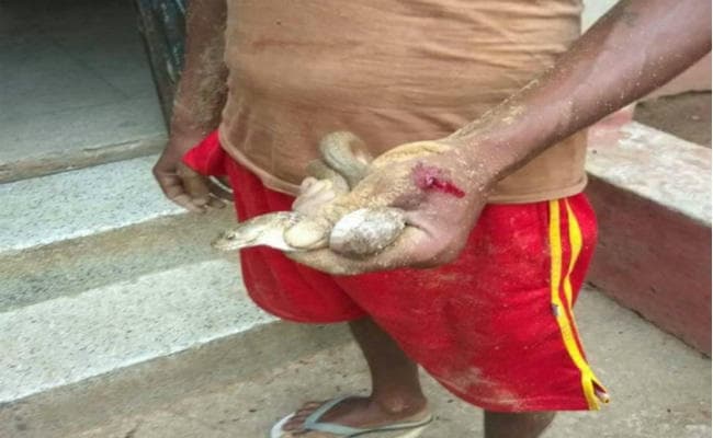 गजब : सांप ने डंसा तो कृषक सांप को ही पकड़ कर अस्पताल पहुंच गया