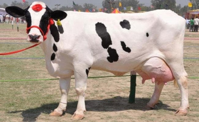 यूपी के अंदर गाय ले जाने पर नहीं रोकेगी पुलिस, राज्य के भीतर गौवंश रखना, कहीं लाना- ले जाना अब अपराध नहीं