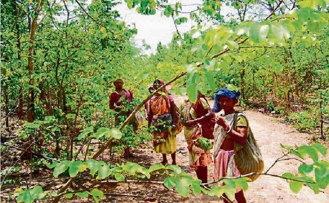 मनुष्य का प्रकृति से जुड़ाव