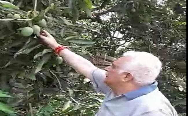 VIDEO : डुमरांव राज के ''बड़ा बाग'' के आम पर बिहार को नाज