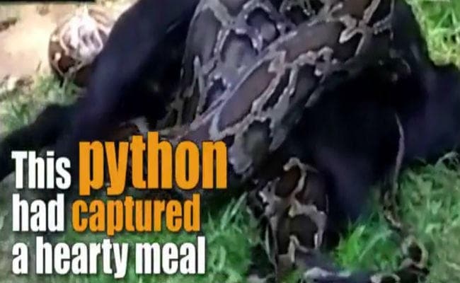 VIDEO: अजगर की कुंडली में जब फंस गयी मासूम बकरी फिर देखें क्या हुआ