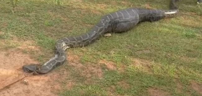 VIDEO: विकराल रूप में दिखा अजगर, देखते ही देखते निगल गया पूरी बकरी