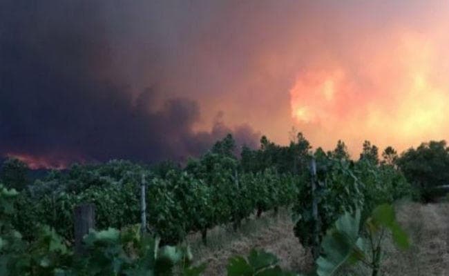 पुर्तगाल के जंगलों में लगी भीषण आग, 62 की जल कर मौत, जानें क्यों लगी आग