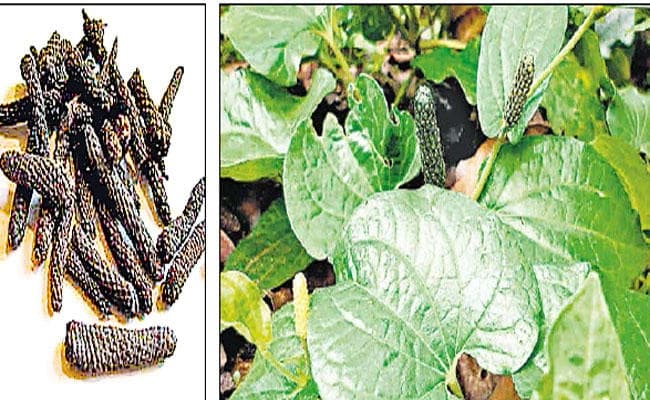 दर्द, बुखार और अस्थमा में लाभकारी है पिपली