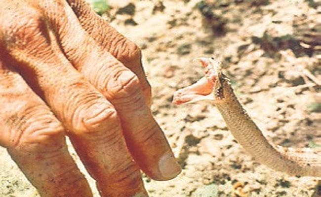 सर्पदंश के सर्वसुलभ उपचार पर शोध होगा