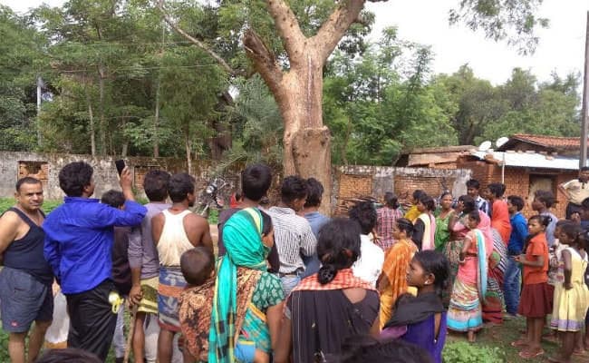 VIDEO : गुमला में नीम के पेड़ से निकल रहा दूध, बोतल में भरकर ले जा रहे हैं लोग