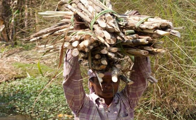 खेतों से गन्ना फसल हो गया विलुप्त, बंद हो गये कोल्हबाड़, उचित मूल्य नहीं मिलने के कारण किसानों ने बंद कर दी खेती