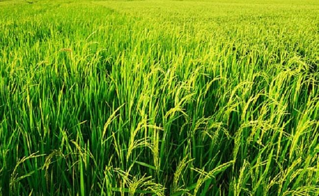 बिहार सरकार की प्रारूप कृषि रोडमैप पर ग्रीनपीस ने अपना फीडबैक प्रधान सचिव को सौंपा