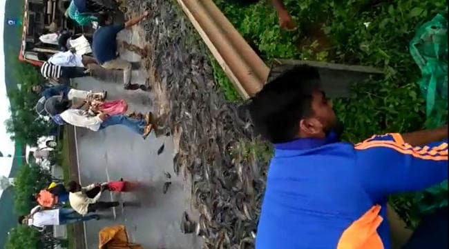 VIDEO : मछली लदी ट्रक पलटी, मछली लूटने की मची होड़