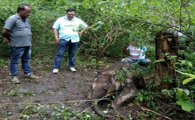 बेतला में एक नवजात हाथी की मौत, नहीं हुआ था शारीरिक विकास
