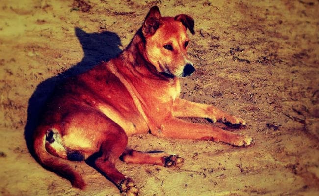 उग्रवादियों से सतर्क करेंगे देसी कुत्ते