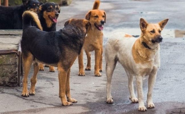 तो क्या कोविंद के साथ लिली, कालू, किशमिश, कट्टी भी होंगे राष्ट्रपति भवन में शिफ्ट...?