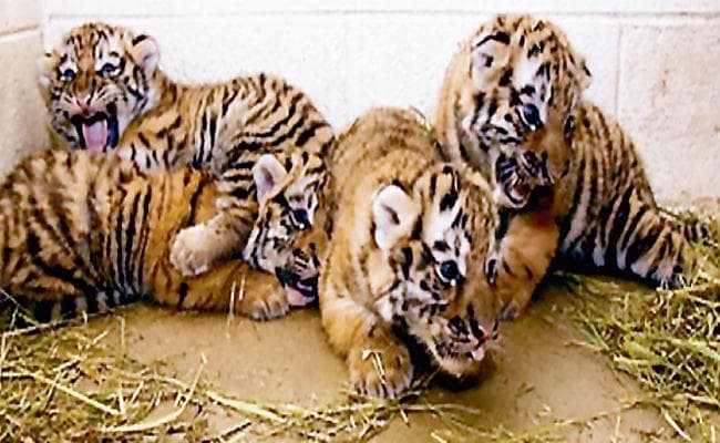 कैल्शियम की कमी से मौत हास्यास्पद, आखिर कब तक यूं ही होती रहेगी बाघ शावकों की मौत