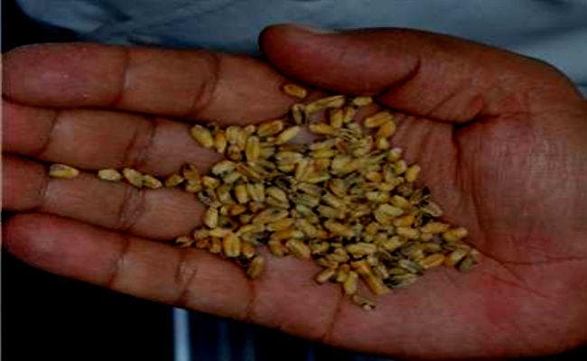 गरीबों के पेट में अनाज नहीं , गोदाम में सड़ गये सैकड़ों बोरे, अधिकारी बोले- हम जांच कारायेंगे