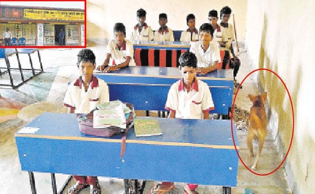 शिक्षा विभाग की धज्जियां उड़ा रहा है उत्क्रमित मवि झरगांव, कुत्ते घूम रहें हैं क्लास में, कैसे पढ़ेंगे बच्चे