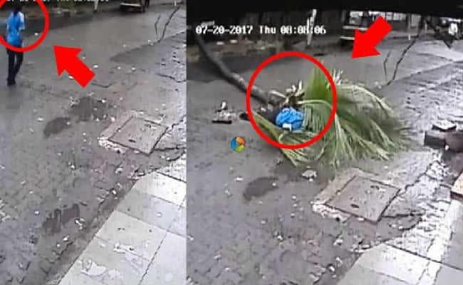 नारियल का पेड़ गिरने से दूरदर्शन की पूर्व एंकर की मौत, वीडियो वायरल