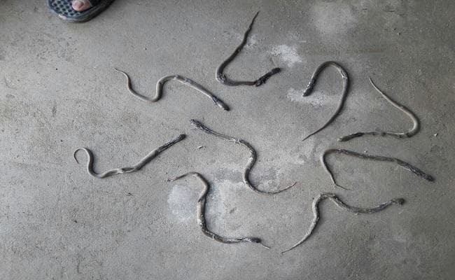 स्कूल के कमरे से निकला जहरीले सांपों का झुंड, मची अफरा-तफरी, बच्चों में दहशत