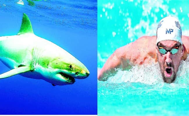 जब‍ शार्क से हार गया दुनिया का सबसे तेज तैराक फेल्प्स, लेकिन असलियत जान भड़के फैन्स