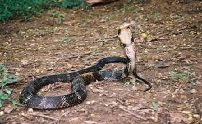 सांप और किशोरी के बीच ऐसे बना रिश्ता, फिर एक ही दिन दोनों की हुई मौत