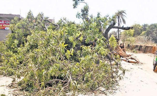 बिहार : सीवान में सो रहे परिवार के 4 सदस्यों पर अचानक गिरा पेड़, एक की मौत बाकी...