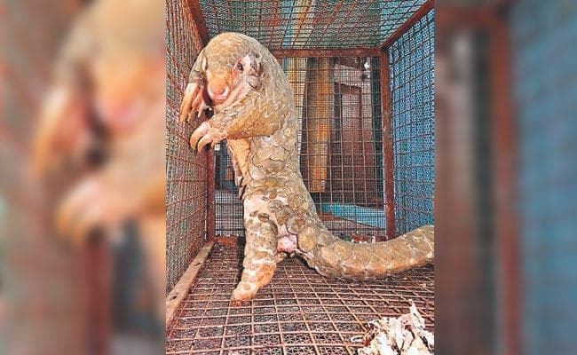 खुल रहीं परतें: पेंगोलिन तस्करी मामले में आया नया मोड़, कोलकाता के एनजीओ का नाम आया सामने