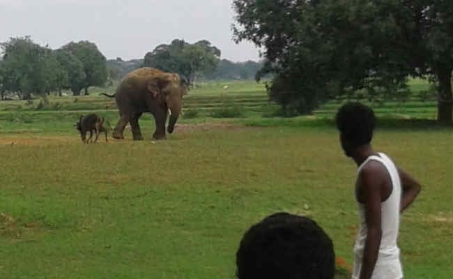LIVE : अड़ गये दो बैल, तो दुम दबा कर भागा हाथी