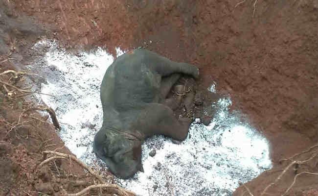 VIDEO : 11 लोगों की जान लेनेवाले बिहार से आये बिगड़ैल हाथी को झारखंड में मारी गोली